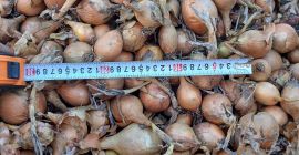 I will sell onions of the Bila variety, medium