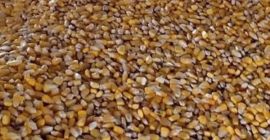 Prodajem 8 tona kukuruza. Sušen prirodno u čardaku. Nalazimo