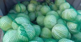 White cabbage, Storka variety, weighs 1-3 kg, remains healthy