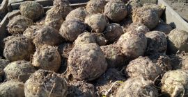 Ich verkaufe handpolierten Sellerie niederländischer Sorten. Preis: 0,7 PLN/kg,