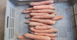 ПРОДАЖБА НА ЕДРО ЗЕЛЕНЧУЦИ - МАЗОВЕЦКО (район на Варшава).