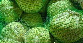 Бяло зеле - сорт Золтан. Бялото зеле е идеално