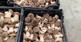 Siamo AGRIFUNGHI BASILICATA, un azienda specializzata nella produzione di