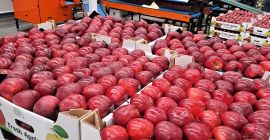 Vânzare de mere din Moldova - calitate superioară, recoltă