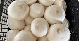 Cumpăr ciuperci champignon în cantități foarte mari, pot cumpăra