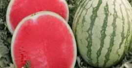 Bun venit. Compania noastră agricolă, Garant Agro, situată în