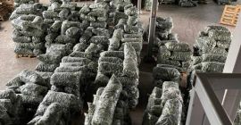 Castraveți proaspeți, direct de la producător, pentru export! Dacă