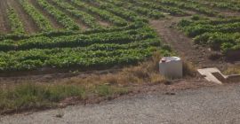 Bună ziua, exportăm pătrunjel de înaltă calitate, ambalat pe