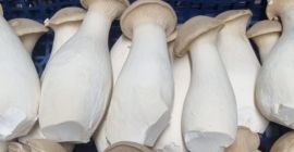Ciuperci Eryngii (ciuperci Oyster) proaspete de vânzare. Diverse dimensiuni.
