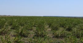 plantatie este situata in jud. Giurgiu