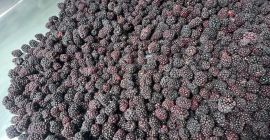 ROKYTNE BERRY este o companie modernă de procesare a