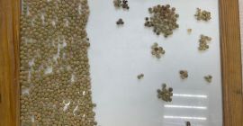 O companie kazahă exportă produse agricole în Europa: hrișcă,