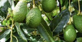 Suntem o companie specializată în exportul de avocado Hass,