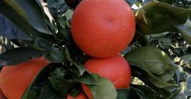 Портокали Tarocco peater, червени,