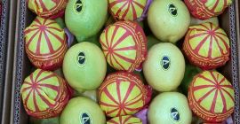 Suntem încântați să oferim lămâi egiptene proaspete (Key Lime)
