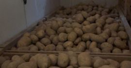 Bună ziua, vând cartofi mari și frumoși (50+) din