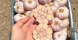Golden Roots Износ на египетски продукти - пресни, замразени