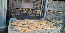 Ще продам магданоз от хладилно складово помещение, калибър 3-6