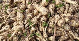 Ще продам дебели пащърнаци 6+