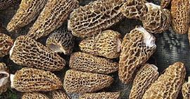 Ciupercă Morel, spălată, uscată, pălărie fără codiță, ambalată în