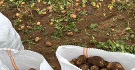 new potato from Romania directly from the producer Calarasi,
