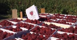I will sell the autumn raspberry Polane from the