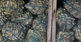Предлагаме корен от хрян на едро, започващи от 20