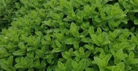 Menta proaspata