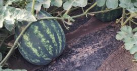 Fresh watermelons from Romania for sale directly from the