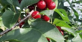 We are pleased to offer premium-quality sour cherries for