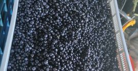 Продаю дикую чернику, собранную ежедневно. Цена договорная. Продаю как