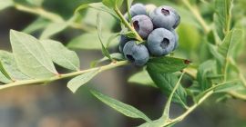 Я продаю итальянскую чернику с фермы в Ломбардии. Разные