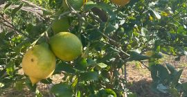 Vând lămâi naturale, complet organice. Foarte parfumate. Livadă mare