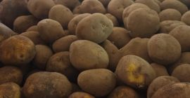 Caracteristicile produsului: Soi: Agria Origine: Belgia Calibru: 50+ Curățați