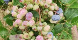 Ich verkaufe eine Ernte von Bio-Heidelbeeren, die ab etwa