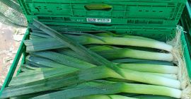 I will sell young leeks, caliber 3+, pallet quantities