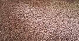 I offer Evening Primrose, cleaned, unsprayed, 11 tons.