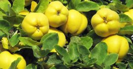 Ich werde japanische Quittenfrüchte von einer Bio-Plantage in Höhe