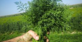 FRESH FARM DILL STRAIGHT FROM THE FIELD. Freshly picked