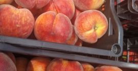 SEZON NOU ,CAISE, PIERSICA ,NECTARINA >IN CANTITATI MARI SI