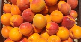 Bună ziua! Oferim caise cultivate acasă, din livada noastră,