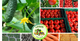 RGI DAR FRESH SRL ist ein rumänisches Unternehmen mit