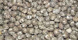 Bittere Lupine zu verkaufen. Schmalblättrige Sorte 2025 mit Bio-Zertifizierung.