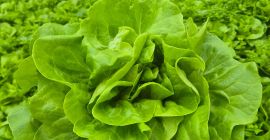 Salată verde. Bună ziua, am de vânzare o cantitate