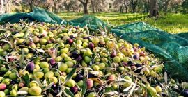 Organic Olive Oil from Albania High-quality organic olive oil