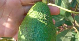 Avocado Hass Kaliber 14–20 mm zu 1,89 EUR/kg CIF