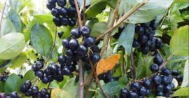 I sell organic aronia, with organic certificate