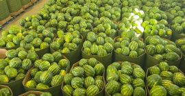 Ще продавам дини. Тегло 5-8 кг. Имам много големи