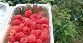 I sell raspberries in large quantities.