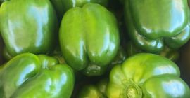 GREEN BELL PEPPERS FOR SALE – LARGE VOLUMES AVAILABLE